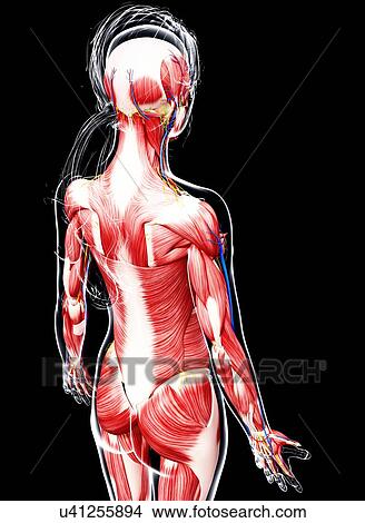 Female musculature, artwork View Large Illustration Stock Illustration - Female musculature, artwork. Fotosearch
