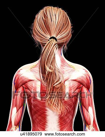 Stock Illustration - Female musculature, artwork. Fotosearch