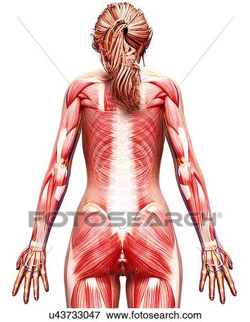 Stock Illustration - Female musculature, artwork. Fotosearch