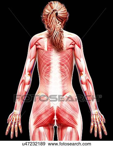 Stock Illustration - Female musculature, artwork. Fotosearch