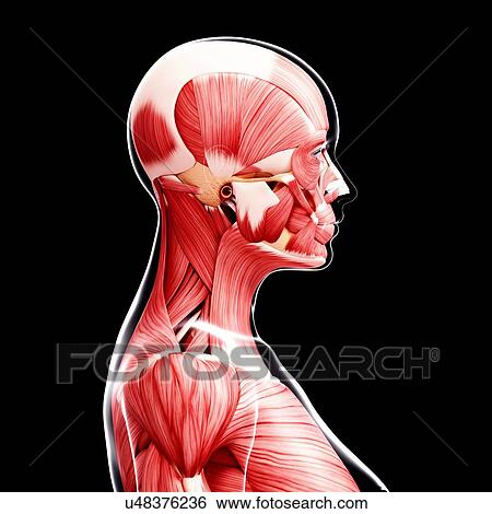 Female musculature, artwork View Large Illustration Stock Illustration - Female musculature, artwork. Fotosearch
