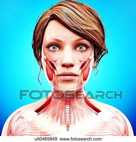 Stock Illustration - Female musculature, artwork. Fotosearch