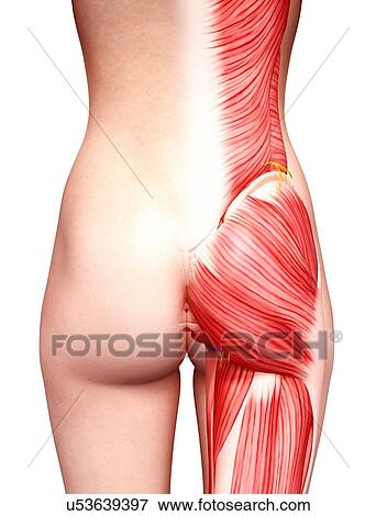 Stock Illustration - Female musculature, artwork. Fotosearch