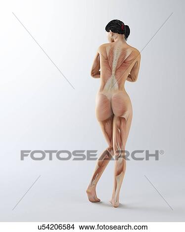 Female musculature, artwork View Large Illustration Stock Illustration - Female musculature, artwork. Fotosearch