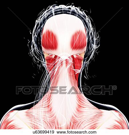 Female musculature, artwork View Large Illustration Stock Illustration - Female musculature, artwork. Fotosearch