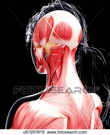 Female musculature, artwork View Large Illustration Stock Illustration - Female musculature, artwork. Fotosearch
