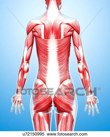 Female musculature, artwork View Large Illustration Stock Illustration - Female musculature, artwork. Fotosearch