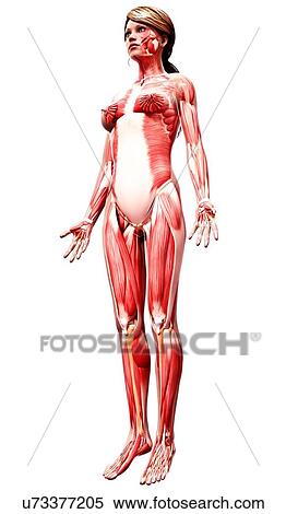 Female musculature, artwork View Large Illustration Stock Illustration - Female musculature, artwork. Fotosearch