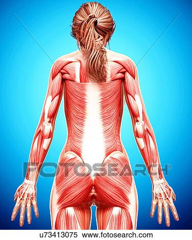 Female musculature, artwork View Large Illustration Stock Illustration - Female musculature, artwork. Fotosearch