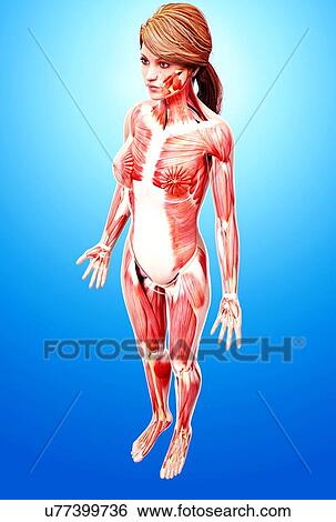 Female musculature, artwork View Large Illustration Stock Illustration - Female musculature, artwork. Fotosearch