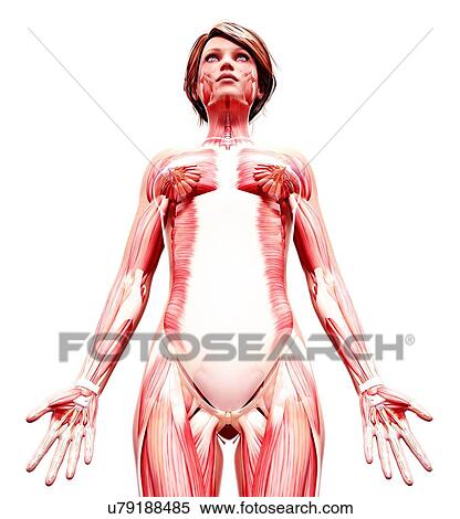 Female musculature, artwork View Large Illustration Stock Illustration - Female musculature, artwork. Fotosearch