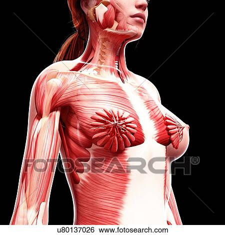 Stock Illustration - Female musculature, artwork. Fotosearch