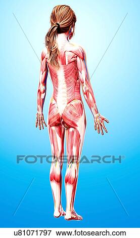 Female musculature, artwork View Large Illustration Stock Illustration - Female musculature, artwork. Fotosearch