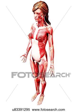 Stock Illustration - Female musculature, artwork. Fotosearch