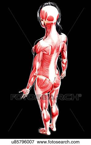 Female musculature, artwork View Large Illustration Stock Illustration - Female musculature, artwork. Fotosearch