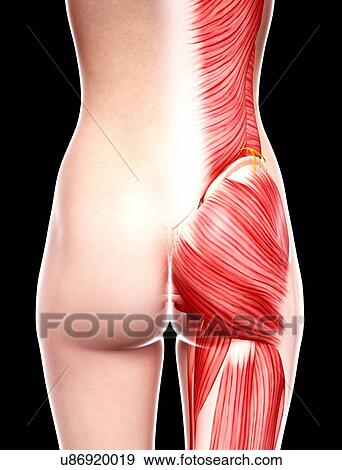 Stock Illustration - Female musculature, artwork. Fotosearch