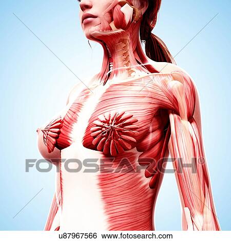 Stock Illustration - Female musculature, artwork. Fotosearch
