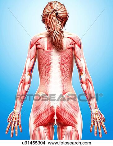Female musculature, artwork View Large Illustration Stock Illustration - Female musculature, artwork. Fotosearch
