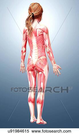Stock Illustration - Female musculature, artwork. Fotosearch