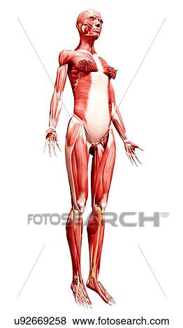 Female musculature, artwork View Large Illustration Stock Illustration - Female musculature, artwork. Fotosearch