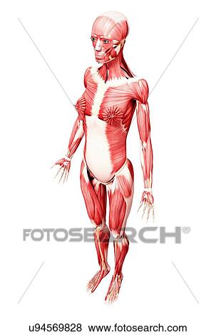 Stock Illustration - Female musculature, artwork. Fotosearch