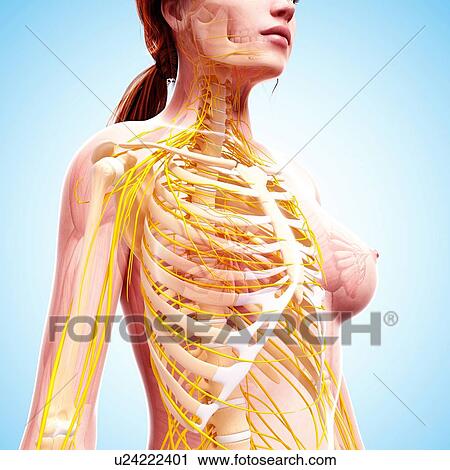 Female nervous system, artwork View Large Illustration Clip Art - Female nervous system, artwork. Fotosearch