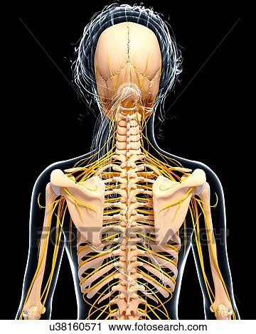 Clip Art - Female nervous system, artwork. Fotosearch