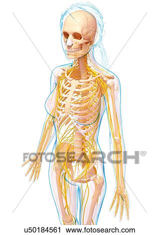 Clip Art - Female nervous system, artwork. Fotosearch