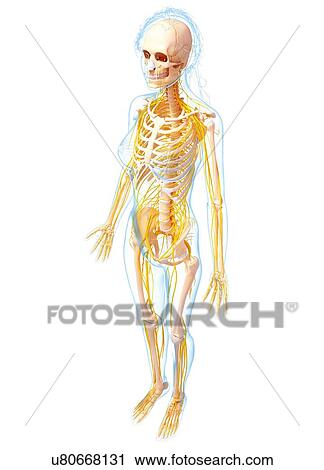 Female nervous system, artwork View Large Illustration Clip Art - Female nervous system, artwork. Fotosearch