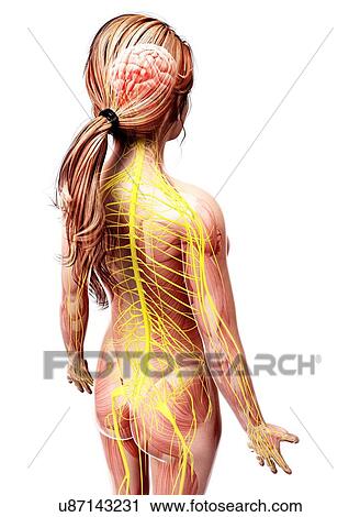 Female nervous system, artwork View Large Illustration Clip Art - Female nervous system, artwork. Fotosearch