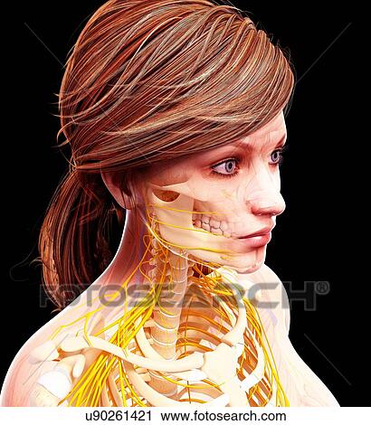 Clip Art - Female nervous system, artwork. Fotosearch