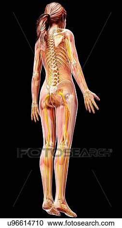Female nervous system, artwork View Large Illustration Clipart - Female nervous system, artwork. Fotosearch