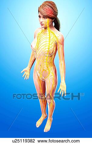 Drawing - Female nervous system, artwork. Fotosearch