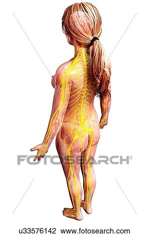 Drawing - Female nervous system, artwork. Fotosearch
