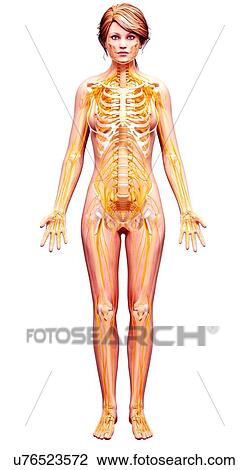 Female nervous system, artwork View Large Illustration Drawing - Female nervous system, artwork. Fotosearch