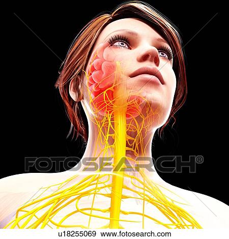 Stock Illustration - Female nervous system, artwork. Fotosearch