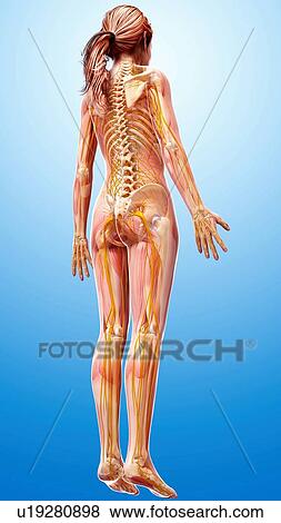 Stock Illustration - Female nervous system, artwork. Fotosearch