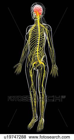 Female nervous system, artwork View Large Illustration Stock Illustration - Female nervous system, artwork. Fotosearch
