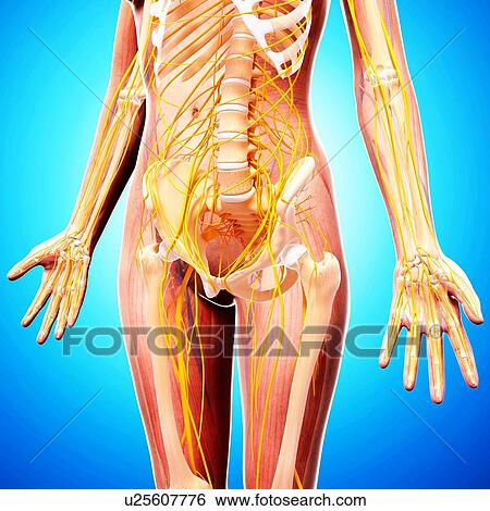 Female nervous system, artwork View Large Illustration Stock Illustration - Female nervous system, artwork. Fotosearch