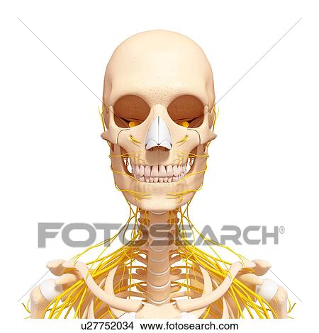 Female nervous system, artwork View Large Illustration Stock Illustration - Female nervous system, artwork. Fotosearch