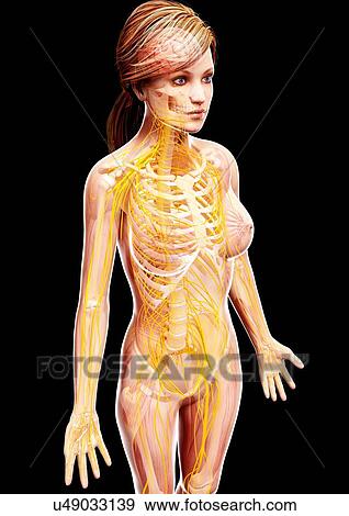 Stock Illustration - Female nervous system, artwork. Fotosearch