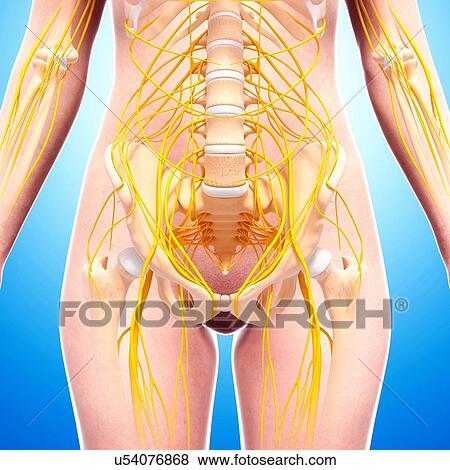 Stock Illustration - Female nervous system, artwork. Fotosearch