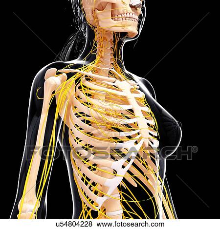 Female nervous system, artwork View Large Illustration Stock Illustration - Female nervous system, artwork. Fotosearch