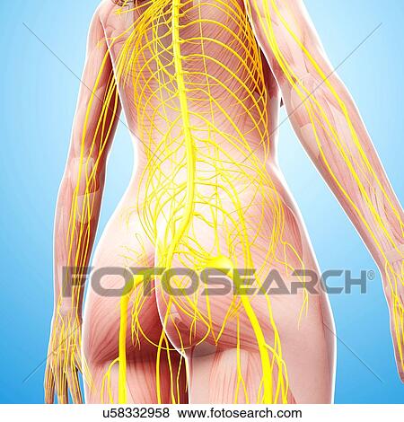 Female nervous system, artwork View Large Illustration Stock Illustration - Female nervous system, artwork. Fotosearch