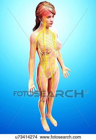 Female nervous system, artwork View Large Illustration Stock Illustration - Female nervous system, artwork. Fotosearch