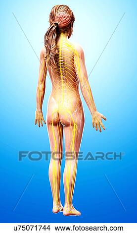 Female nervous system, artwork View Large Illustration Stock Illustration - Female nervous system, artwork. Fotosearch