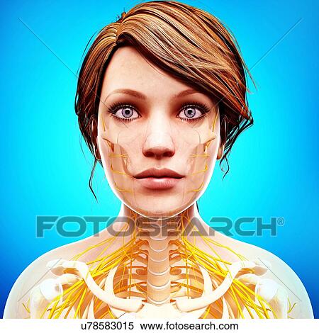 Female nervous system, artwork View Large Illustration Stock Illustration - Female nervous system, artwork. Fotosearch