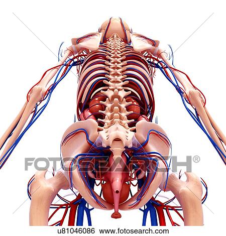 Stock Illustration - Female nervous system, artwork. Fotosearch