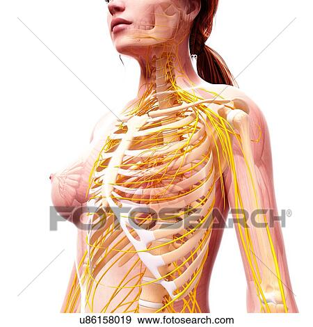 Stock Illustration - Female nervous system, artwork. Fotosearch