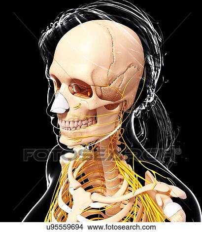 Female nervous system, artwork View Large Illustration Stock Illustration - Female nervous system, artwork. Fotosearch